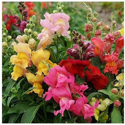 A Dwarf variety Snapdragon with a spreading habit, the Magic Carpet Mix is one that any gardener would want to add to their collection. Not your typical tall stalks for cutting, but instead a blanket of color suitable for bedding and edging. Blooms in about 100 days. Germination rate is about 70% or better.