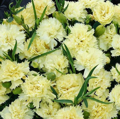 Scented, French garden heirloom. Vintage carnations present the sweet and spicy fragrance of clove. Frilly, pale lemon yellow, 1 1/2 to 2 inch double blooms with a small percentage of singles. Grass-like, gray or blue-green foliage.&nbsp; Blooms late July through August and is best grown as an annual for cut-flower production.