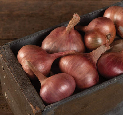 French half-long style shallot with classic teardrop shape, reddish-copper skin, and white flesh. Very similar to Ambition. High percentage marketable bulbs. Suited for very long storage. Adaptation: 40–60° latitude. Harvest in about 100 days. Germination rate is about 80% or better.