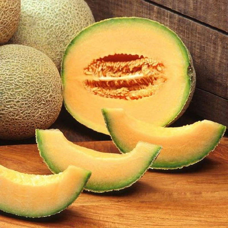 The Rocky Ford Melon (or Rocky Ford Cantaloupe) is a sweet and spicy-tasting heirloom muskmelon that’s been around for almost 120 years! The Rocky Ford Melon is well netted, slightly ribbed, and produces delicious orange flesh.  Harvest in about 85 days. Germination rate about 80% or better. 