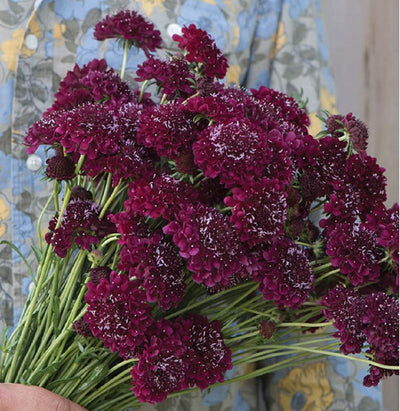 Unique color. Elegant and whimsical cut flower. Productive plants. 1 and 1/2 to 2 and 1/2 inches of dark wine-colored blooms that stand tall on strong, slender stems. A dramatic addition to any bouquet or garden. Also known as mourning bride. The average height is 26 to 36 inches.&nbsp;&nbsp; Blooms in about 100 days. Germination rate about 70% or better.