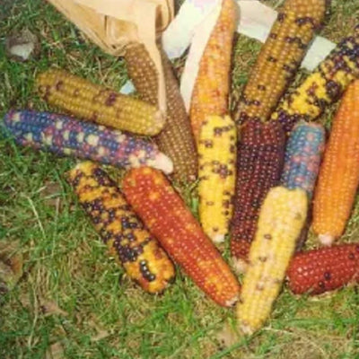 There are a wide range of colors in the ears produced. The small shiny kernels come in colors of red, yellow, black, gray, brown, purple, pink, blue, white and orange. Some mini-ears are solid colors but most are combinations of many colors and calicos- like full sized Indian Corn.