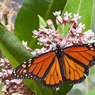 This mixture is composed of native wildflowers and milkweeds which supply nectar sources to adult monarchs. Milkweeds are utilized for egg-laying and provide food to monarch caterpillars. This mixture is intended for use in the monarch's summer breeding range and flyway zones of the Midwestern United States. Germination rate about 70% or better.