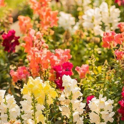 Sonnet Series snapdragon seeds grow a fragrant, classic, and authentic touch of the Mediterranean in your home or garden. Sonnet Series snapdragons are easy to grow from seed and timeless centerpieces for fresh cut arrangements, baskets, and bouquets. Snapdragon Sonnet Series seeds grow brilliant 18 inch tall stalks filled with gorgeous dense blooms of vivid mix colors.