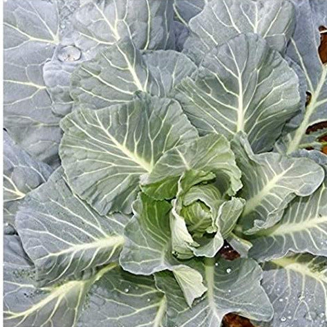 "Morris Heading" is an heirloom variety that has been used in the southern cuisine for decades. Slow to bolt, tolerant to heat and cold, "Morris Heading" Collards produce heavy heads on short stems. Its taste is similar to that of a cabbage and contains numerous important nutrients. Collards are a member of the brassica/cabbage family, and its cultivation is similar. Best grown as a fall crop, time your collards to harvest around first frost. 85 days to harvest. Germination rate is 80% or better.