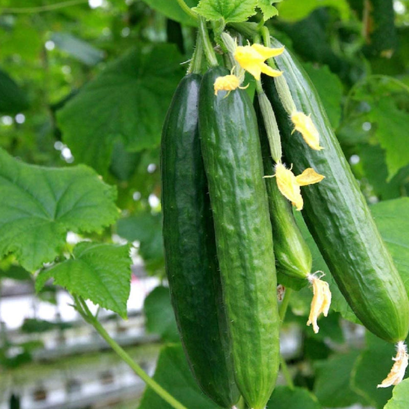 Cucumber Slicing Muncher 25 Non-GMO, Heirloom Seeds