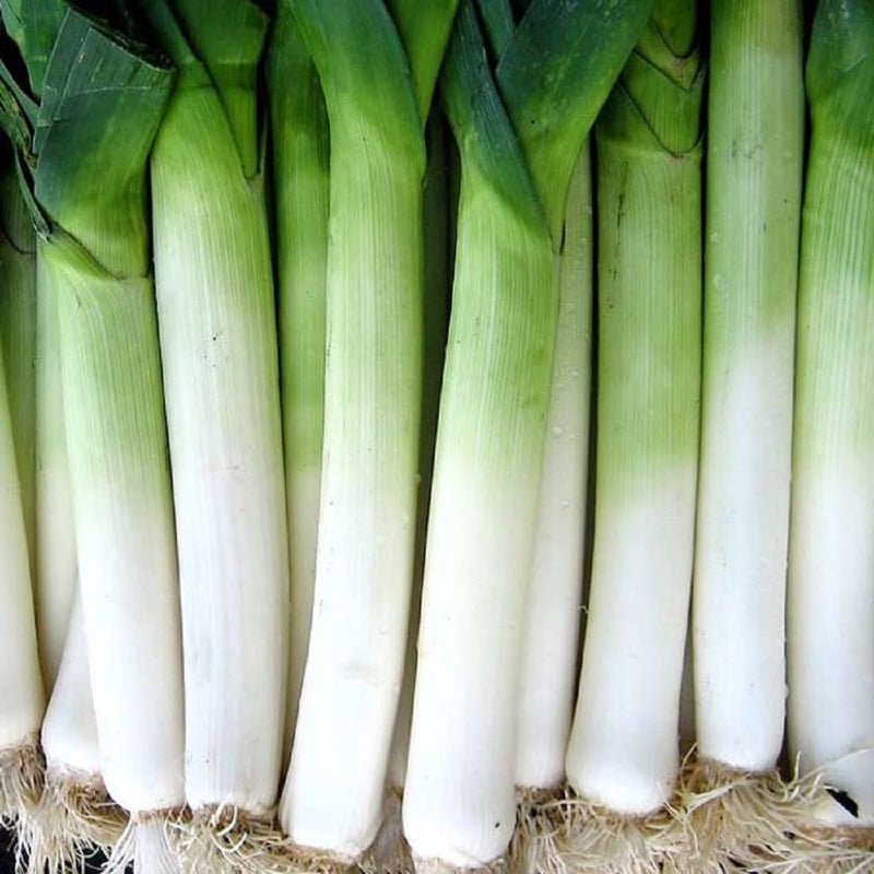 Giant Musselburgh leeks are hardy in cold weather and easy to grow at home. Stalks grow 2-3 inches thick and 9-15 inches long and are tender and white. Leaves are medium dark green. Ready in 130 days. Germination rate is 70% or better. 