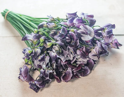 Unique and popular color. From the Spencer Series. Gray-white petals with inky, blue-black streaks throughout and lining the petal edge. Plants produce 3 to 4, slightly ruffled blooms per 9 to 12 inch stem. Lightly fragrant. NOTE: Spencer Series sweet peas are known as late-flowering because they require at least 12 hours of daylight, unlike more modern sweet pea varieties bred for winter production, which may require only 10 to 11 daylight hours. 