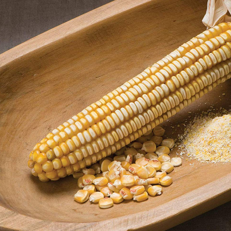 A favorite for yellow cornmeal. We began with 50 seeds of this classic Northern Michigan heirloom in 1975. Maturing early, the 7 to 8 inch ears are medium sized, having glossy yellow kernels with white caps. Dries early in the field for success in short seasons. While not high yielding, Nothstine&