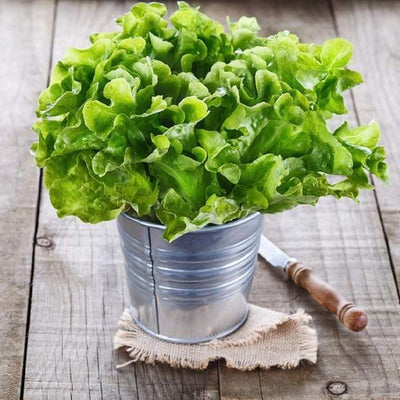 If you’re serious about heirloom vegetable gardening, then Oakleaf lettuce is definitely for you. A timeless classic, this variety has been grown continuously since prior to the Revolutionary War! A delicious and attractive leaf lettuce, Oakleaf is a strong performer in cool climates.  Harvest in about 45 days. Germination rate about 80% or better.