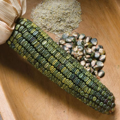 Emerald green kernels for cornmeal. Originally from Southern Mexico, this dent corn (pronounced wä hä' kän) produces ears anywhere from 6 inches to 10 inches long. Can also be used for decoration. Sturdy, 7 foot plants. Harvest in 95 days. Germination rate about 80% or better. 