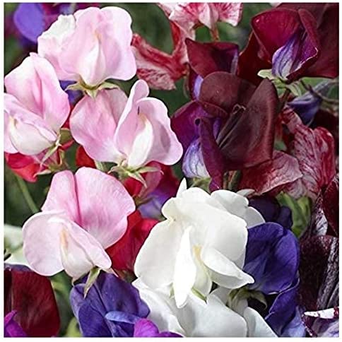 Flower Sweet Pea Old Spice 50 Non-GMO, Heirloom Seeds