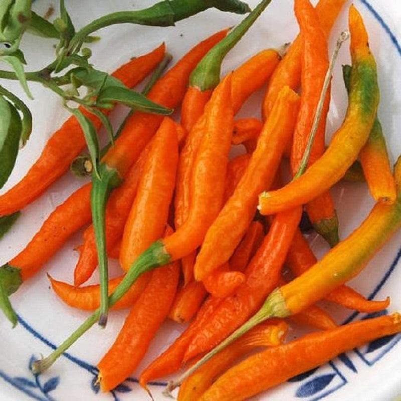 Tapered, oblong fruits mature from green to orange. Cayenne heat gives great flavor to recipes calling for that bit of spice. Stuff and eat fresh or grilled, or dry these beauties and grind into spices. Harvest in 70 to 80 days. Germination rate about 80% or better.