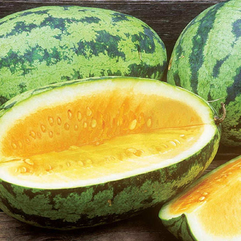 Fruit Watermelon Orangeglo 25 Non-GMO, Heirloom Seeds