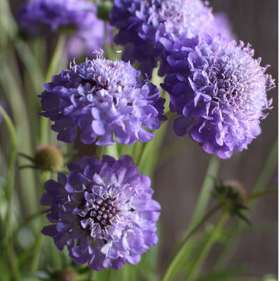 Elegant and uniform cut flower. 1 1/2–2 1/2 inches, lavender blue flowers stand tall on strong, slender stems. A dramatic addition to any bouquet or garden. Also known as mourning-bride. Grows to a height of 24 to 36 inches. Blooms in about 100 days. Germination rate is about 70% or better.