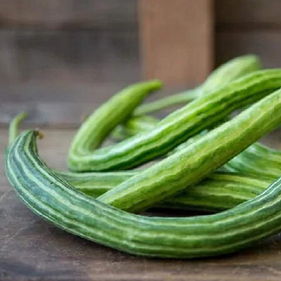 These unique, Armenian type, burpless cucumber can grow up to 36 inches long and curl into snake-like shapes! Fruits are light green with dark green stripes, slender and ribbed with a mild delicious flavor that is best when harvested at 8 to 15 inches long. Harvest in 70 days. Germination rate is 80% or better. 