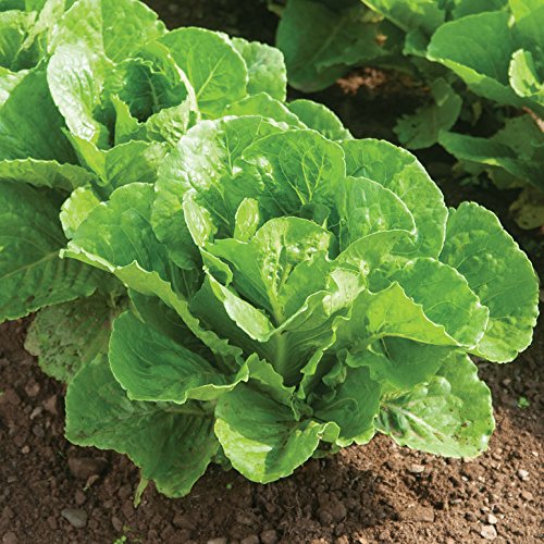 Lettuce Romaine Parris Island 200 Non-GMO, Heirloom Seeds