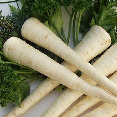 A group of pale, elongated root vegetables, likely parsnips, with green parsley leaves on a white background.