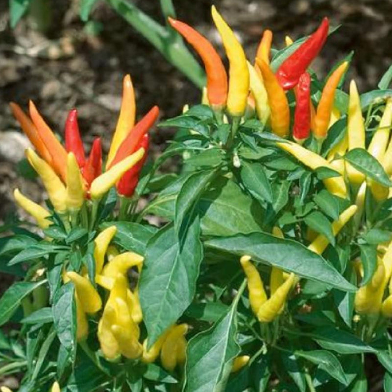 Ideal for growing in a container, Pepper Patio Fire & Ice, grows no more than 25 centimeters. The long upright fruits are red, orange, and yellow.