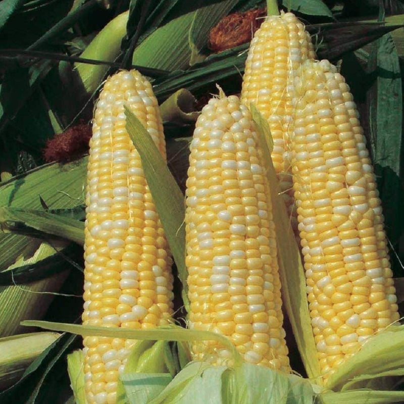 This staple American crop takes up to 83 days. Full season fresh market bi-color corn. Designed for a fresh market, roadside stand, and home garden. The Peaches and Cream Hybrid variety of corn seeds is a hybrid that provides a high yield of yellow and white kernels. The stalks produce large, eight inch ears. The Peaches and Cream Hybrid crop does best with full sun, in grow zones three to eleven. Germination rate is about 80% or better. 