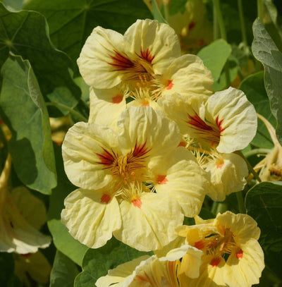 Nasturtium Peach Melba is a dwarf, non-trailing Nasturtium with flowers in varying shades of yellow and cream with dark orange blotches in the center. Plants are easy to grow and long blooming. Flowers are edible and have a tangy, peppery taste. Try them in salads or stuffed with a cream cheese filling. Also makes a colorful garnish. Bumble bees love these flowers. Blooms in about 90 days. Germination rate about 70% or better.