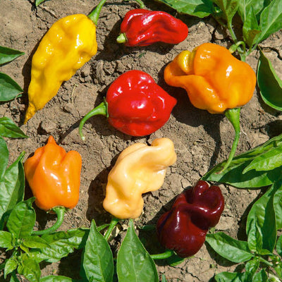 A blend of our hottest Caribbean varieties, including Habanero, Caribbean Red, Orange Scotch Bonnet, Chiltepin and several others, all super-hot. A Caribbean favorite used in sauces, with thick, wrinkled flesh that must be grown in warm, moist conditions. 