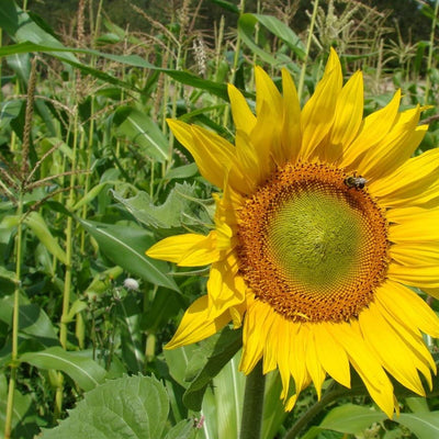 Sunflower Seeds are the most popular seed for bird feed, and Peredovik Sunflower seed might be the most popular (from the bird's perspective). Its black oil seeds are meatier and have higher oil content than other varieties, which attracts both songbirds and game birds. Blooms in about 100 days. Germination rate is about 80% or better.
