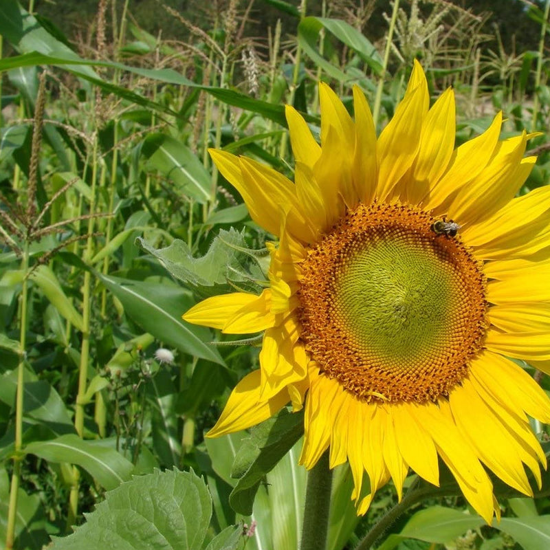 Sunflower Short Single Stem Peredovik 50 Non-GMO, Heirloom Seeds
