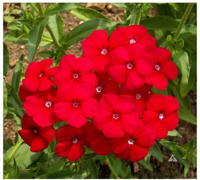 A short, hardy, upright annual, native to Texas, but adapted throughout the southeastern United States. It is a variety that has been used extensively in European gardens for many decades. Flowers are concentrated in clusters on top of sturdy, erect stems. The exquisite deep red flowers bloom continually if watered frequently. 