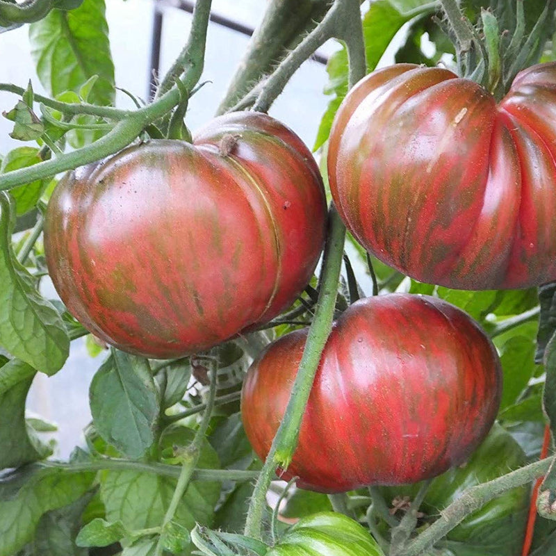 Unique appearance with heirloom-quality flavor. 8 to 12 ounce fruits are dark pink with green striping, and the flesh is pink with yellow streaks. The flavor is outstanding - sweet and complex like the finest heirlooms. Indeterminate.  Harvest in about 70 days. Germination rate about 80% or better. 
