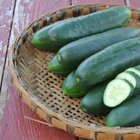 Cucumber Slicing Poinsett 76 - 50 Non-GMO, Heirloom Seeds