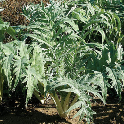 Artichoke-flavored leaf stalks. The leaf stalks and midrib of cardoon have a similar flavor to artichoke when boiled (not for eating raw). Both portions are commonly used as a side vegetable, an addition to stuffing, or in soups and stews. Cardoon must be blanched before it can be eaten.