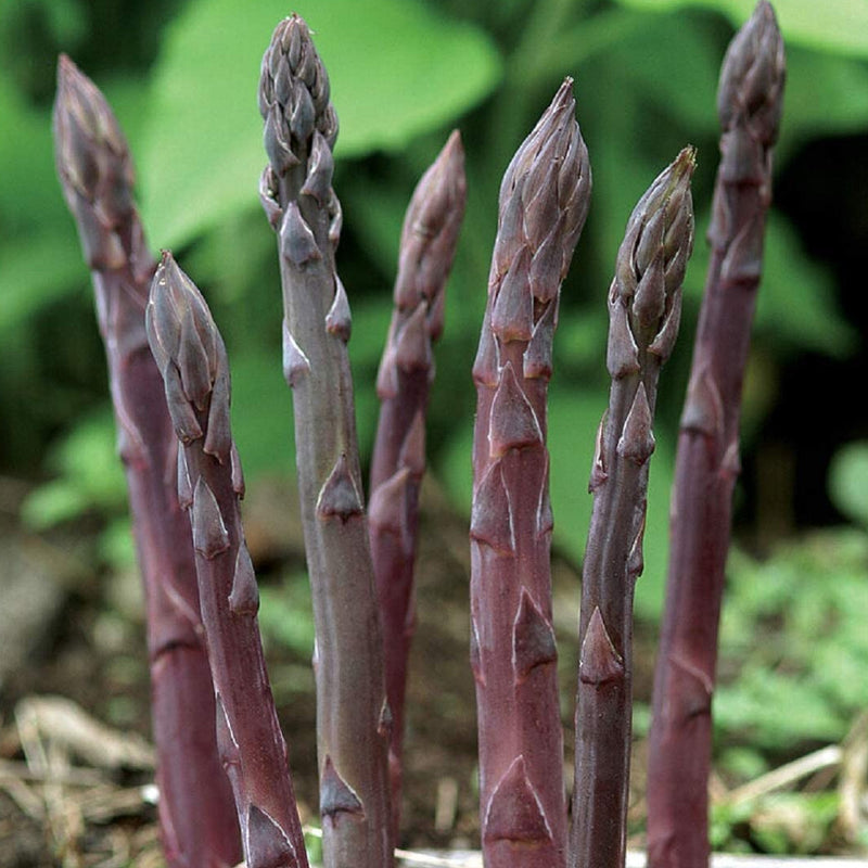 Asparagus Purple Passion grows purple spears. Sweeter and more tender than green varieties, and a colorful option for raw eating in salads. Color fades when cooked, but excellent flavor is retained. Tighter spacing (6 to 8 feet) is recommended for best market size. Harvest in 2 to 3 years when growing from seed. From then on, harvest every spring for the next 15 to 20 years.  