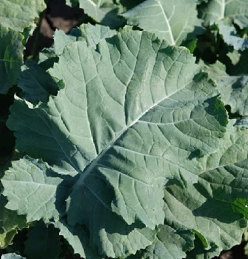 This early variety produces heavy crops of deep green kale leaves. Very flavorful. Used fresh in salads and on sandwiches or cooked. This variety stands 3 to 4 weeks longer than other varieties. Provides higher yields when seeded in the fall for spring harvest. Most gardeners will be able to overwinter plants started in the fall. Spring started plants will get very large. Extremely high in antioxidants and beta carotene. Also known as Early Hanover Kale. 