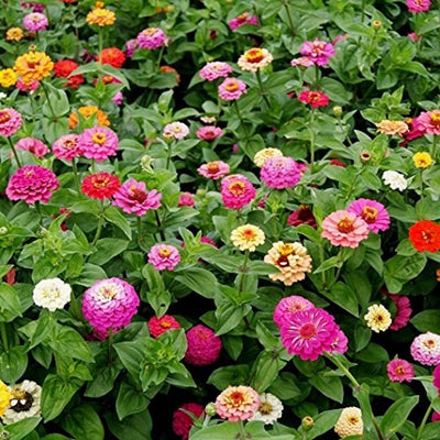 This species is native to Mexico, and plants are fast-growing and long-blooming; they <span class="ILfuVd" data-mce-fragment="1"><span class="hgKElc" data-mce-fragment="1">will fill your garden and your home with bright and lively blooms throughout summer and fall! </span></span>Zinnias are great cut flowers and attract butterflies to the garden. Blooms in about 70 days. Germination rate about 70% and better.