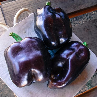 One of the best variety of purple bell peppers, Purple Beauty is highly productive and will produce crisp fruits with thick flesh. Delicious and beautiful, add color to your garden and dinner plate. Harvest in about 80 days. Germination rate about 80% or better.