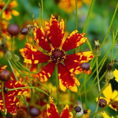 Radiana Tigrina Coreopsis can be either an Annual or a short lived Perennial. Radiana Tigrina Coreopsis provides a steady and colorful wildflower that is a long-time favorite of meadow gardeners. Legendary for being hardy and very easy to grow. Buds bloom a deep red color and over shadowed by brilliant yellows make this a stand out flower. Blooms in 90 days. Germination rate is 70% or better. 