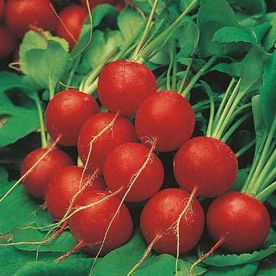One of the most popular garden varieties for 100 years! Produces early high yields of uniform 1 to 2 inch diameter, bright red globes with crisp, tender, juicy, delicious, mild white flesh. Well suited to growing in containers. Does well in frames and greenhouses for forcing. Excellent for Fresh Markets, Home Gardens. Harvest in about 30 days. Germination rate about 80% or better. 