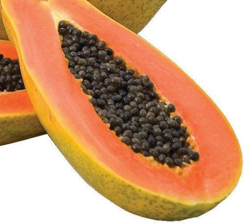 Fruit Papaya Red Maradol Dwarf 15 Non-GMO, Hybrid Seeds