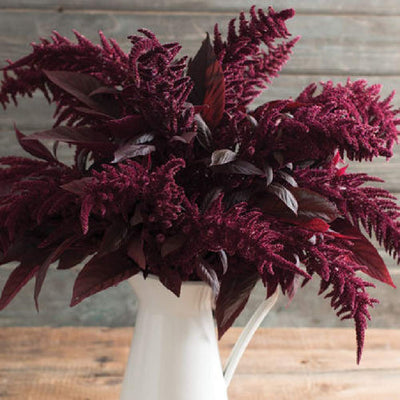 Darkest red amaranth. Ideal color and form for late summer and fall arrangements. More useful than other upright types because of its gracefully arched, feathery plumes. Compared to Opopeo, Red Spike's flower heads are darker red, more arched and airier. When plants are young and leaves are tender, the foliage makes a nice edible green