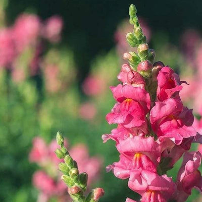 Sonnet Series snapdragon seeds grow a fragrant, classic, and authentic touch of the Mediterranean in your home or garden. Sonnet Series snapdragons are easy to grow from seed and timeless centerpieces for fresh cut arrangements, baskets, and bouquets. 