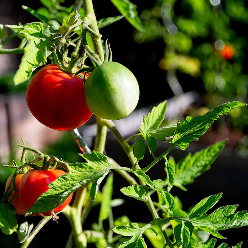 Tomato Beefsteak Indeterminate Rose 25 Non-GMO, Heirloom Seeds