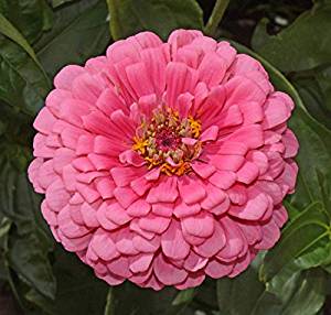 Flower Zinnia Solid Color Rose 200 Non-GMO, Heirloom Seeds