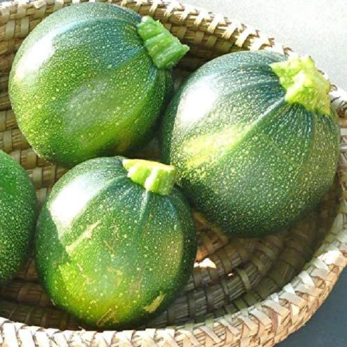 Zucchini Round Green is a fascinating zucchini that also provides a delicious taste, Round Zucchini is a must for the experimental and intrepid vegetable gardener. Produces round green fruit of varying sizes; best to harvest when they reach the size of a baseball. 