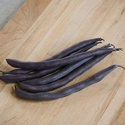 The brilliant purple, 5 inch pods are eye-catching at market, easy to spot when harvesting, and add stunning color to salads when used raw. The pods do turn green when cooked. Upright plants are dark green with a purple tinge. Buff-colored seeds. Harvest in about 55 days. Germination rate is 80% or better. 