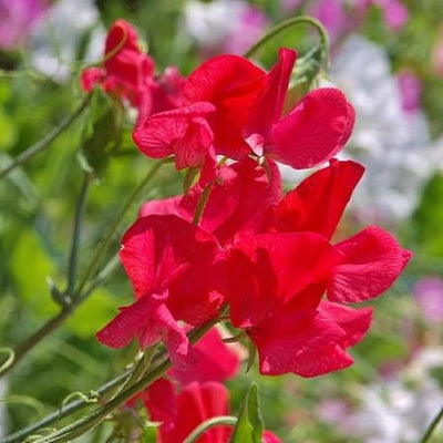 Classic and versatile, Sweet Pea Royal Scarlet will fill your garden with lovely, scarlet blooms throughout the summer. A perfect choice for climbing fences or trellises, Sweet Peas are also often included in the cutting garden, as their sweet fragrance is so compelling. Easily established from seed, germination can be sped up by nicking and soaking the seeds prior to planting. Harvest in 85 days. Germination rate is 70%.