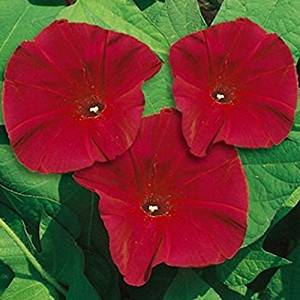 Scarlet O'Hara are vivid and dramatic, you can't possibly overlook Scarlett O'Hara Morning Glories in your garden! Perfect for trellises or fences, Morning Glories are natural climbers that will climb anything in their path if not directed.&nbsp; Blooms in about 80 days. <span class="a-list-item" data-mce-fragment="1">Germination rate about 70% or better</span>. 