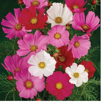 <p data-mce-fragment="1">Single flowers, 3 to 4 inches across, in lavender, pink, magenta and white. AAS winner. Cosmos are also known as garden cosmos. The average height is about 48 to 54 inches. Blooms in about 90 days. <span class="a-list-item" data-mce-fragment="1">Germination rate about 70% or better.</span><br></p> <p>Our Non-GMO seeds are sustainable. Our packaging is environmentally friendly, climate friendly, reusable, and recyclable.</p>