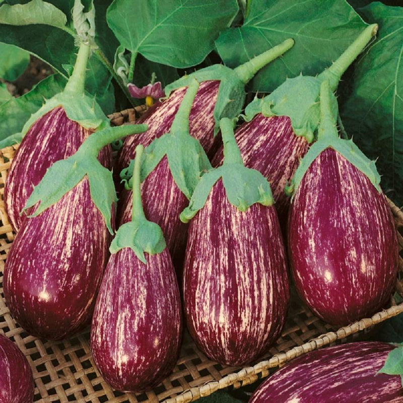 Stunning, delicately striped, vivid purple eggplant with white flesh makes a wonderful addition to any product line. Tastes as good as it looks and great for indoors or outdoors. Harvest in about 60 days. Germination rate about 80% or bett