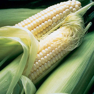 A late-season white (su) variety. The 8 inch, slightly tapered ears are filled with 14 to16 rows of sweet, richly flavored, tender white kernels. Great tip fill. Dark green, tight husks, and abundant dark flags. 7 foot plants. Requires warm soil to germinate properly. Intermediate resistance to northern corn leaf blight and Stewart's wilt. Harvest in about 75 days. Germination rate is about 80 days or better.